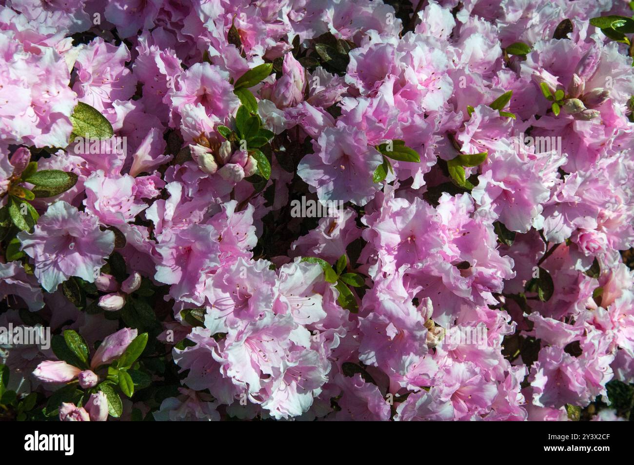 Azalea japonica blüht in einem australischen Garten der gemäßigten Zone, Frühjahr 2024 Stockfoto