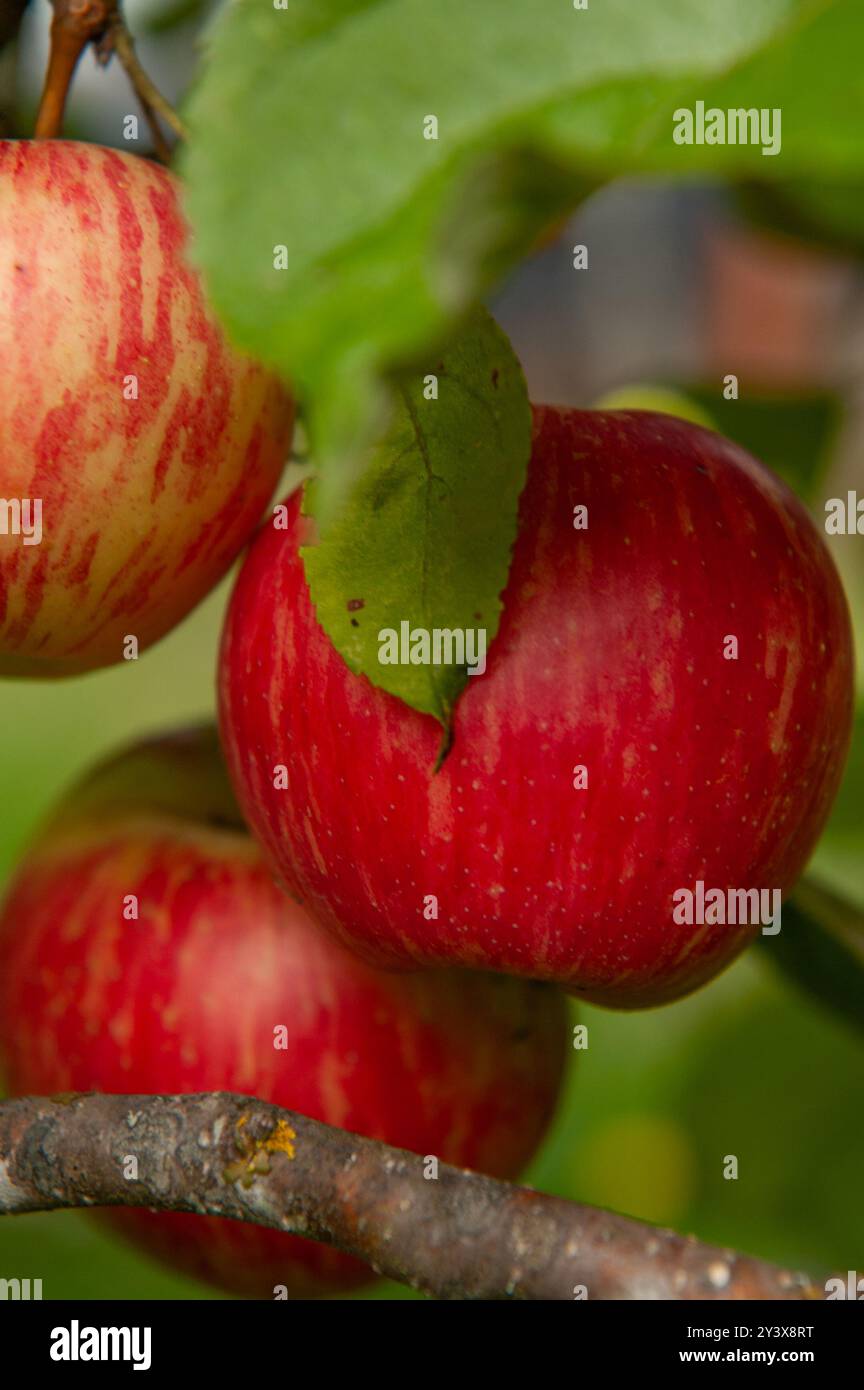 Eine enge Gruppe von drei Honeycrisp-Apfeln auf dem Baum mit Lreaves und einem Ast. Stockfoto