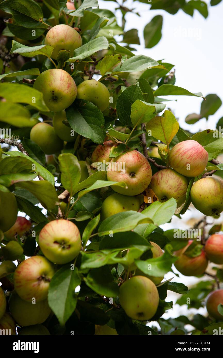 Ein großer Haufen Honeycrisp-Äpfel, die auf den Baum geschossen wurden. Stockfoto