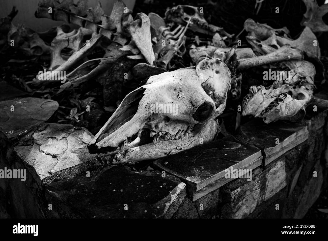 Leben in Curtin Springs Station, Australien Stockfoto