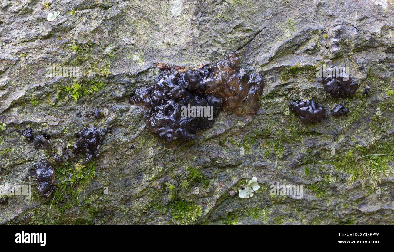 Hexenbutter - Exidia glandulosa Stockfoto