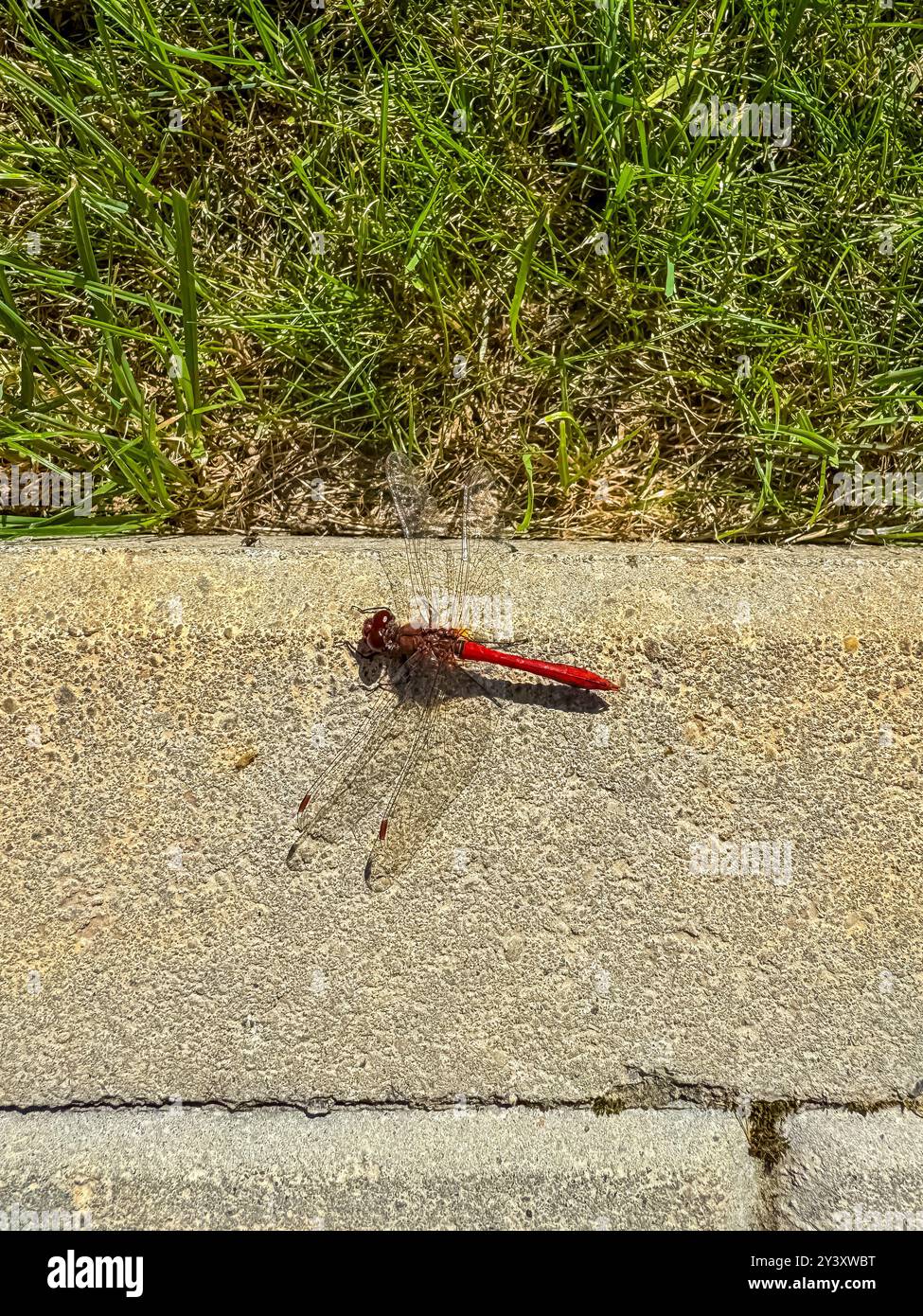 Rote Libelle auf Fußgängerbeton. Hochwertige Fotos Stockfoto