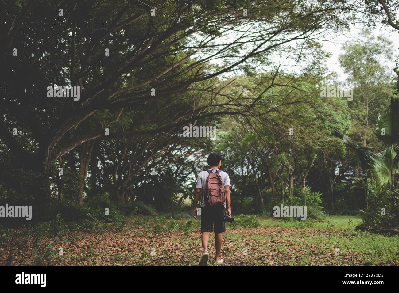 Junger Mann, der allein den Wald erforscht. Mann, der allein im Wald läuft. Backpacker läuft mit seiner Kamera in der Hand herum Stockfoto