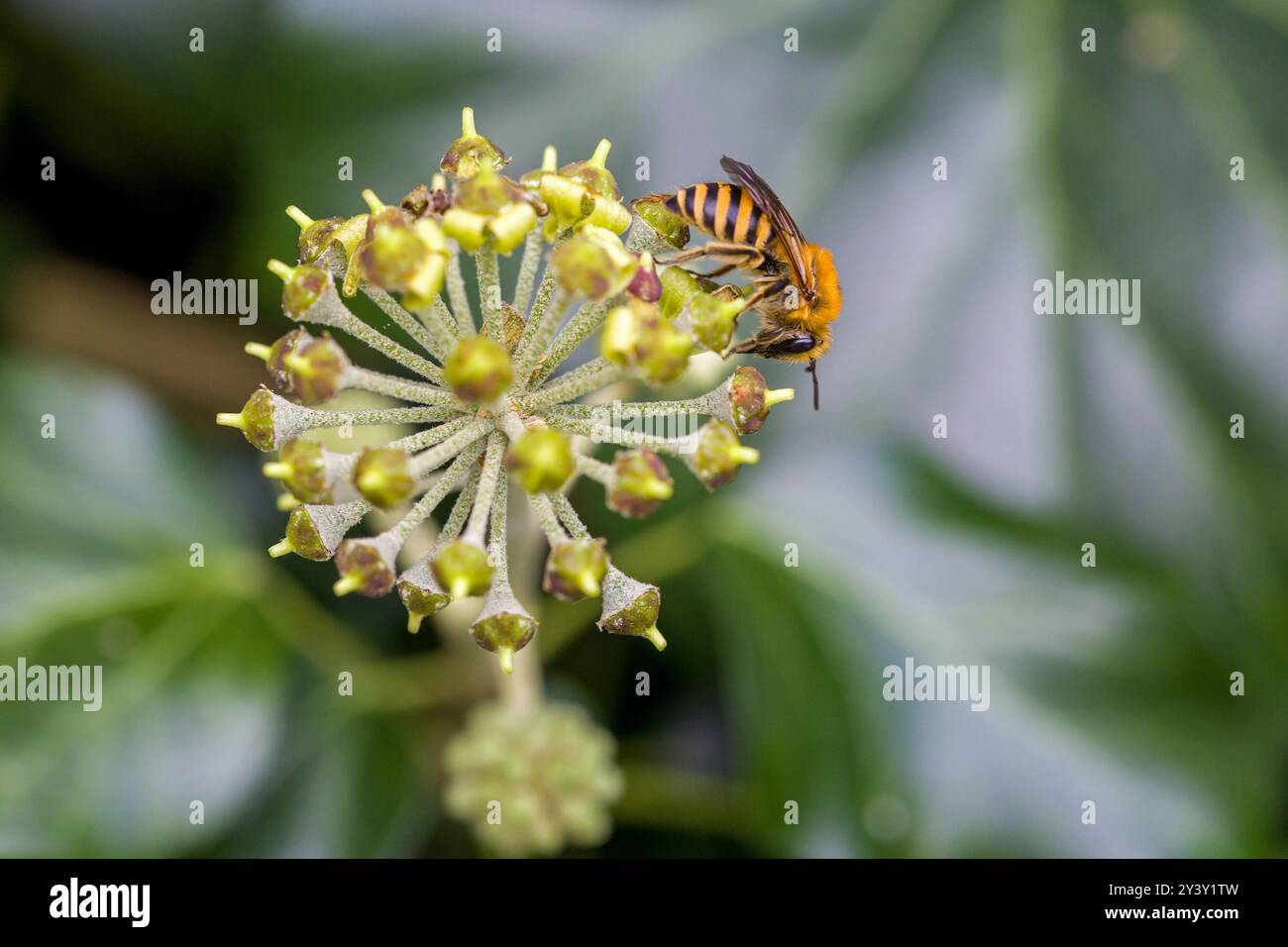 Nahaufnahme einer Cellophanbiene auf einer Efeublüte auf der Suche nach Nektar Stockfoto