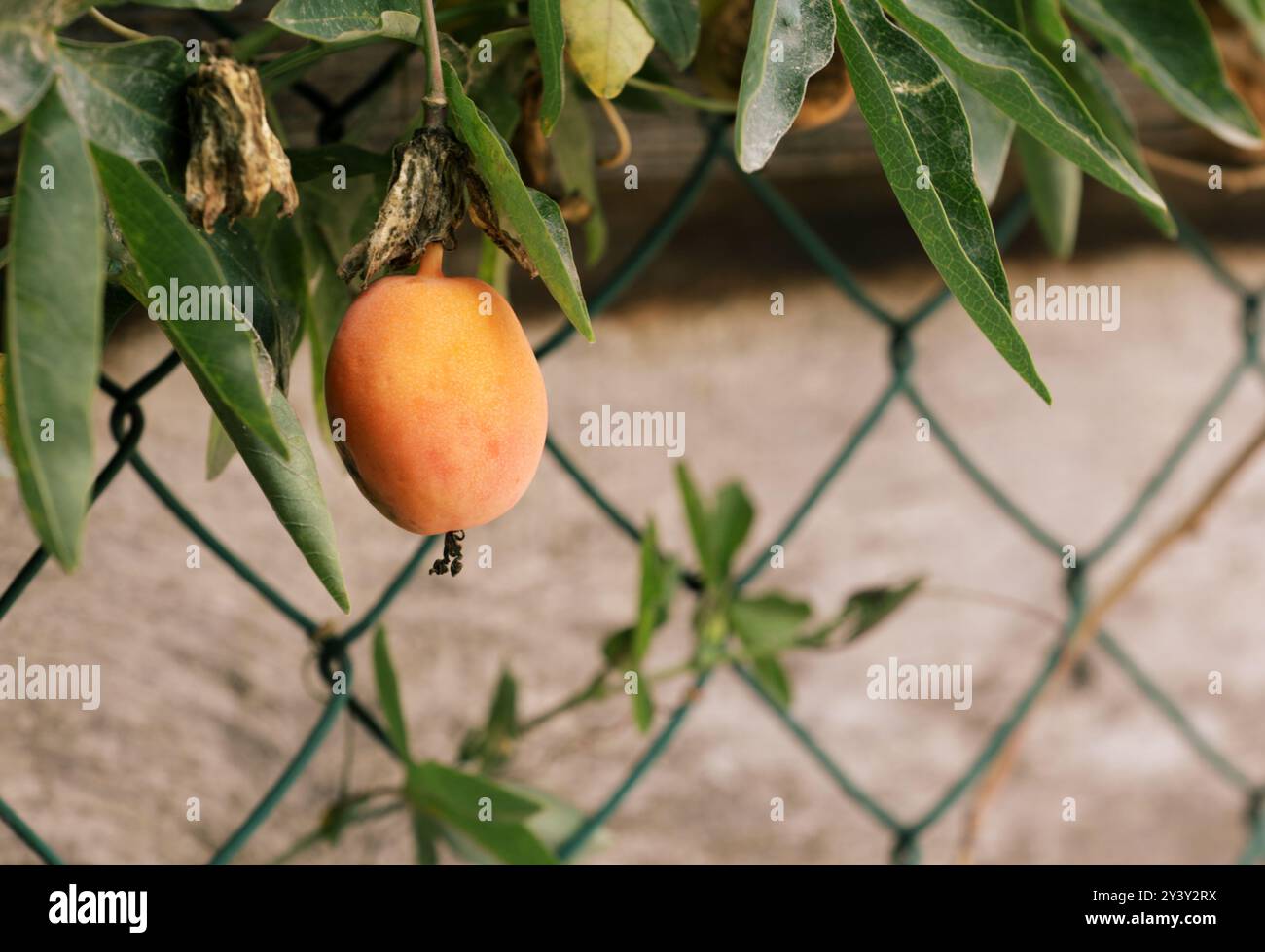 Passionsblume Passiflora Maracuja mit Frucht auf einem Zweig Stockfoto