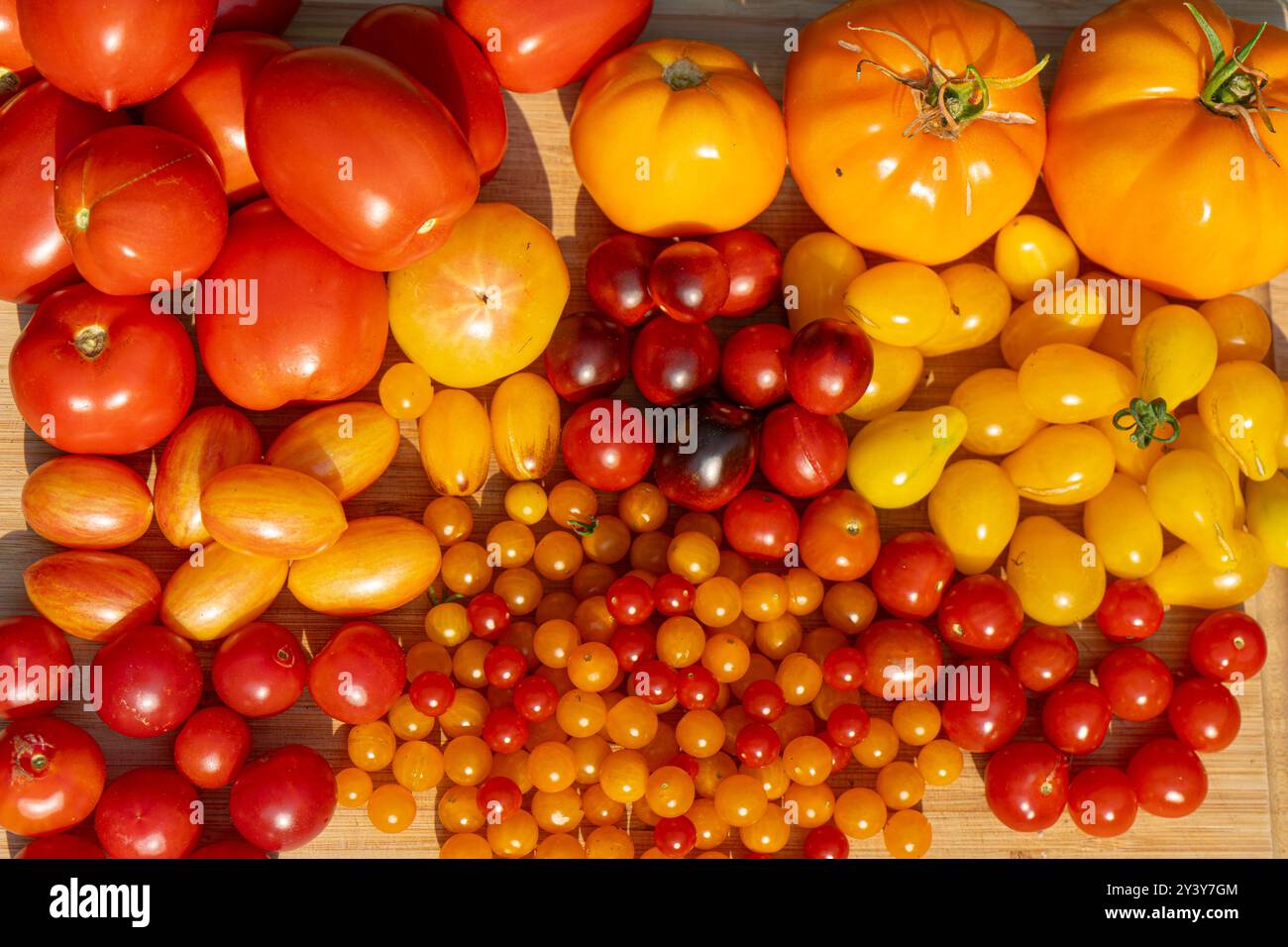 Tomaten/Paradeiser. Mehrfarbige Tomaten. Ernte farbenfroher Tomaten. Kirschtomaten, rote, gelbe und große Orangentomaten. Hand Hält Artisan Blush Tiger. Stockfoto