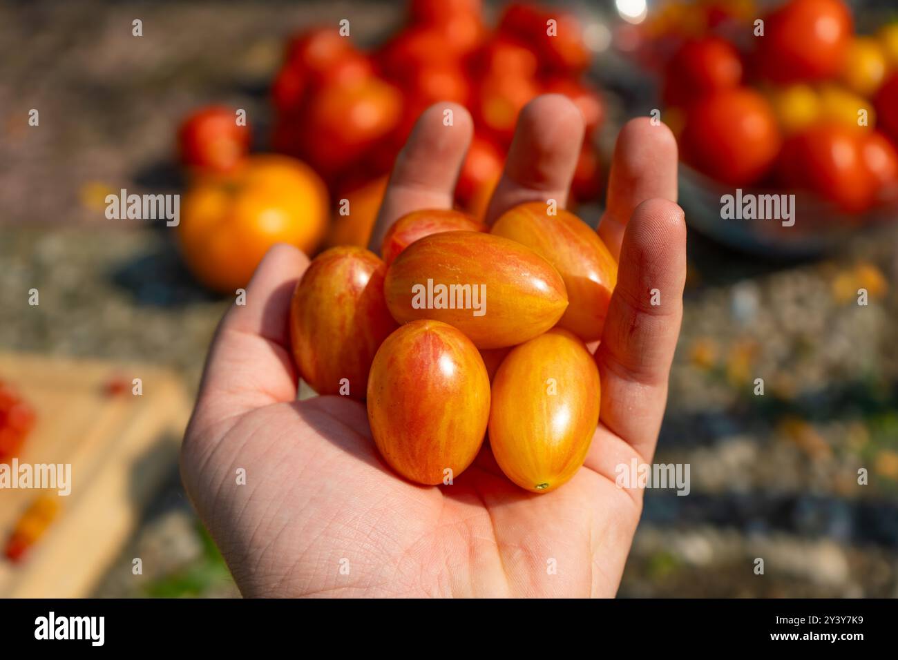 Tomaten/Paradeiser. Mehrfarbige Tomaten. Ernte farbenfroher Tomaten. Kirschtomaten, rote, gelbe und große Orangentomaten. Hand Hält Artisan Blush Tiger. Stockfoto