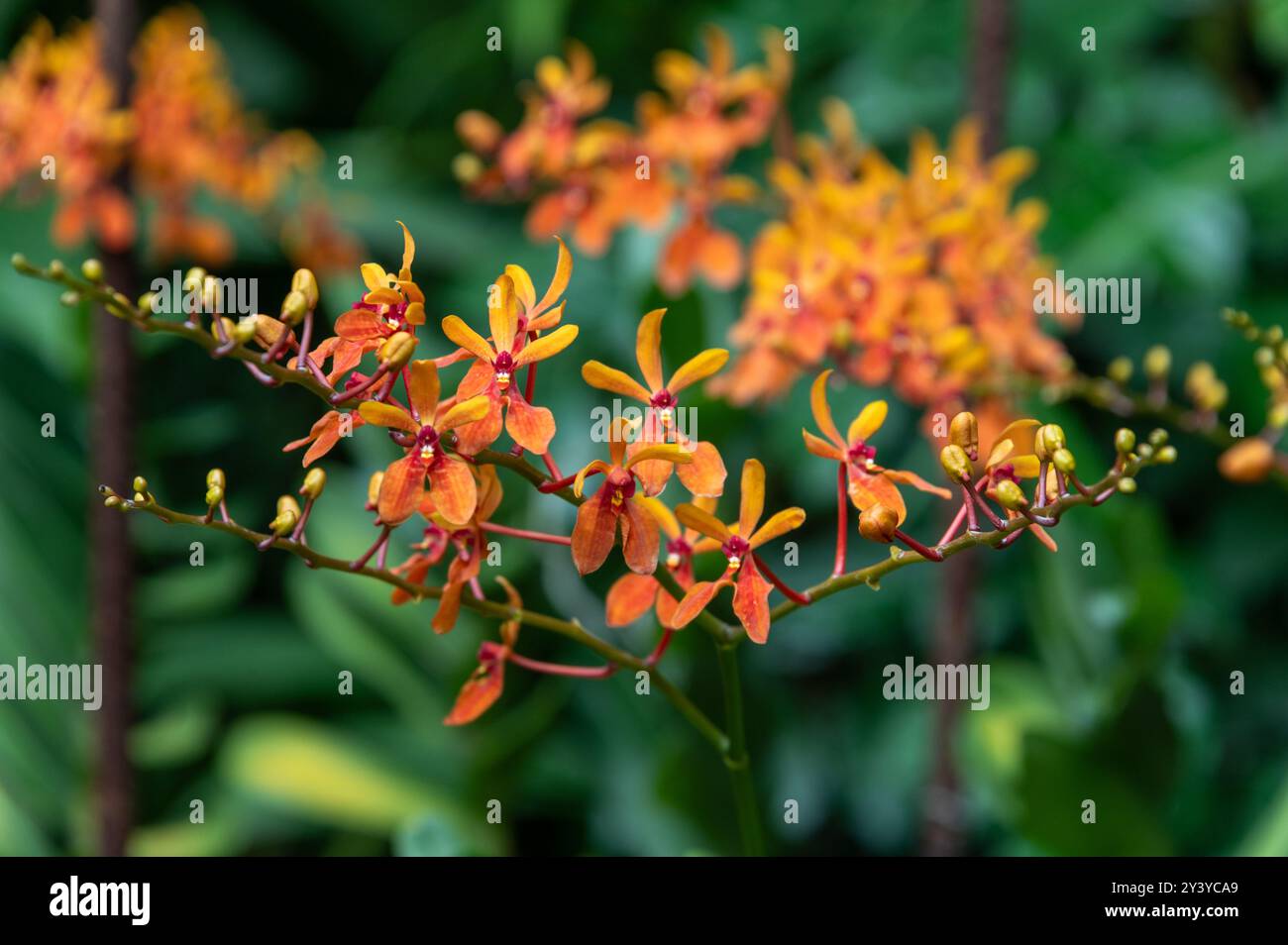 Die Orchidee ist eine Renanthera Kalsom „Orange“, eine Gattung von großen, sich kreuzenden monopodialen epiphytischen und terrestrischen Orchideenarten der National Orchidee Stockfoto