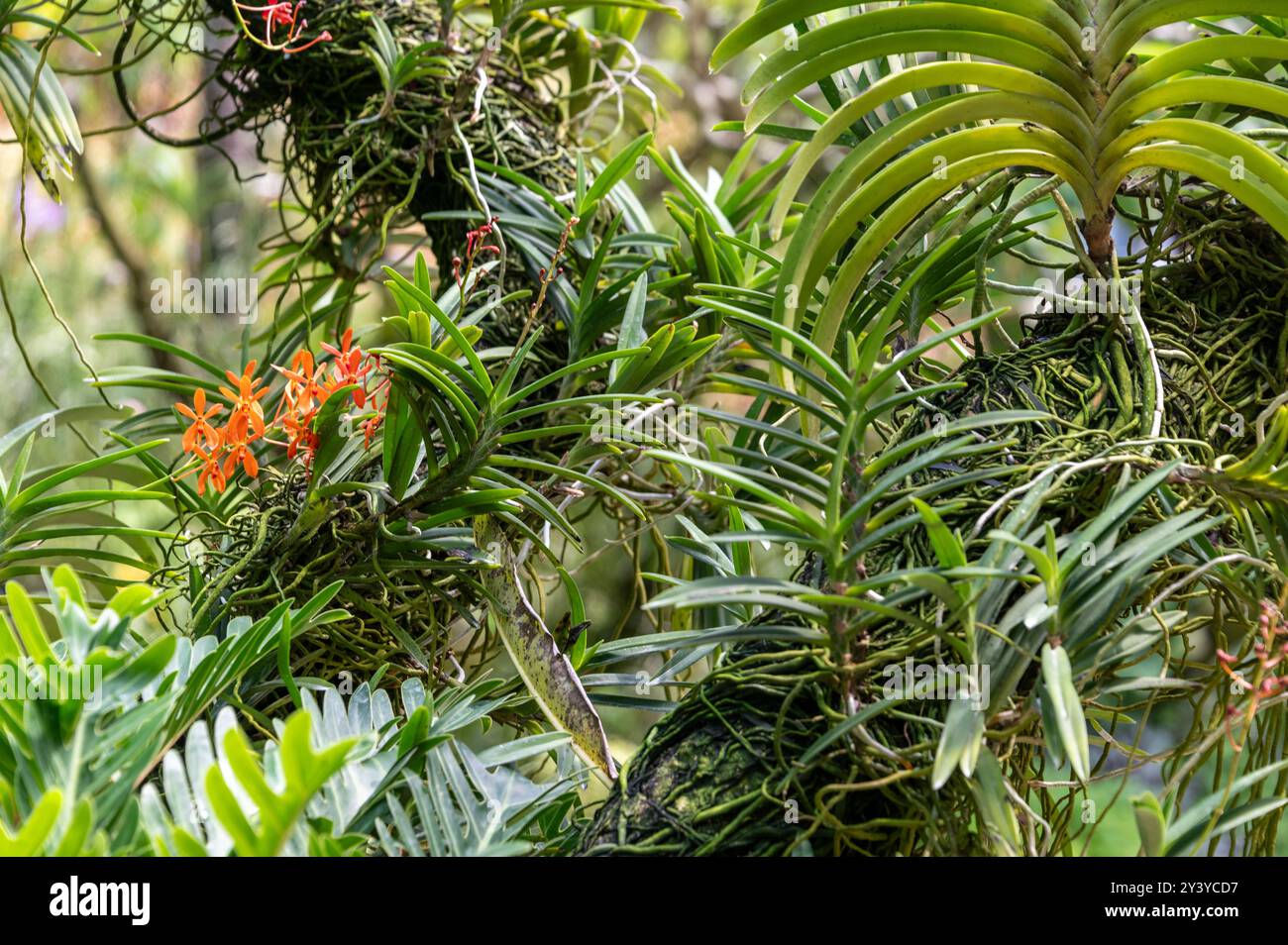 Die Orchidee ist eine Renanthera Kalsom „Orange“, eine Gattung von großen, rampelnden monopodialen epiphytischen und terrestrischen Orchideenarten der National Orchid G Stockfoto