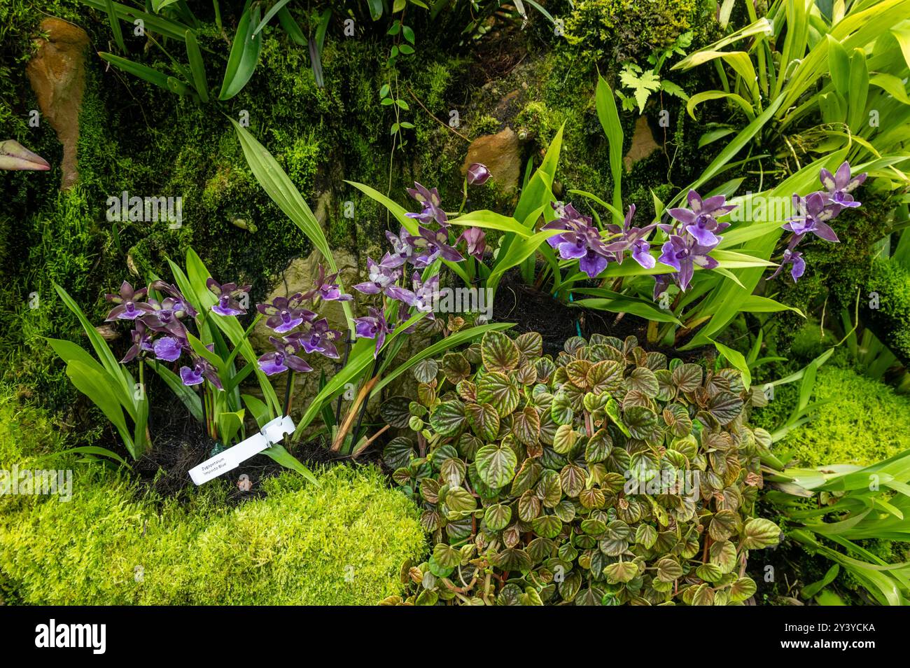 Unter anderen Orchideen ist das Zygopetalum „impasto Blue“ mit blassvioletten und weißen Blüten und einem zarten Duft, der im Sembcorp Cool H angebaut wird Stockfoto