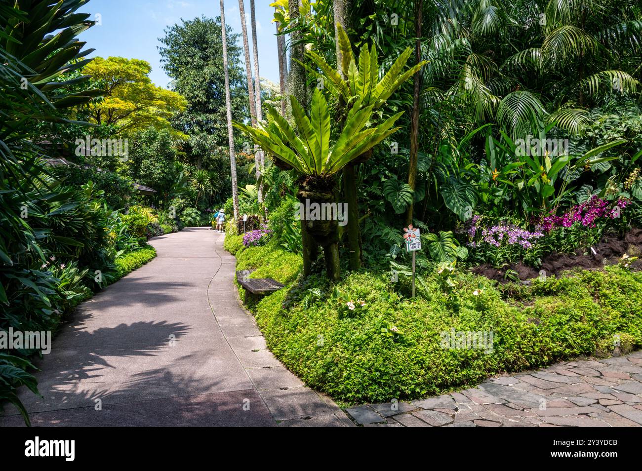 Teil des Botanischen Gartens des 165 Jahre alten tropischen Gartens am Rande des Einkaufsviertels Orchard Road in Singapur. Es ist ein o Stockfoto