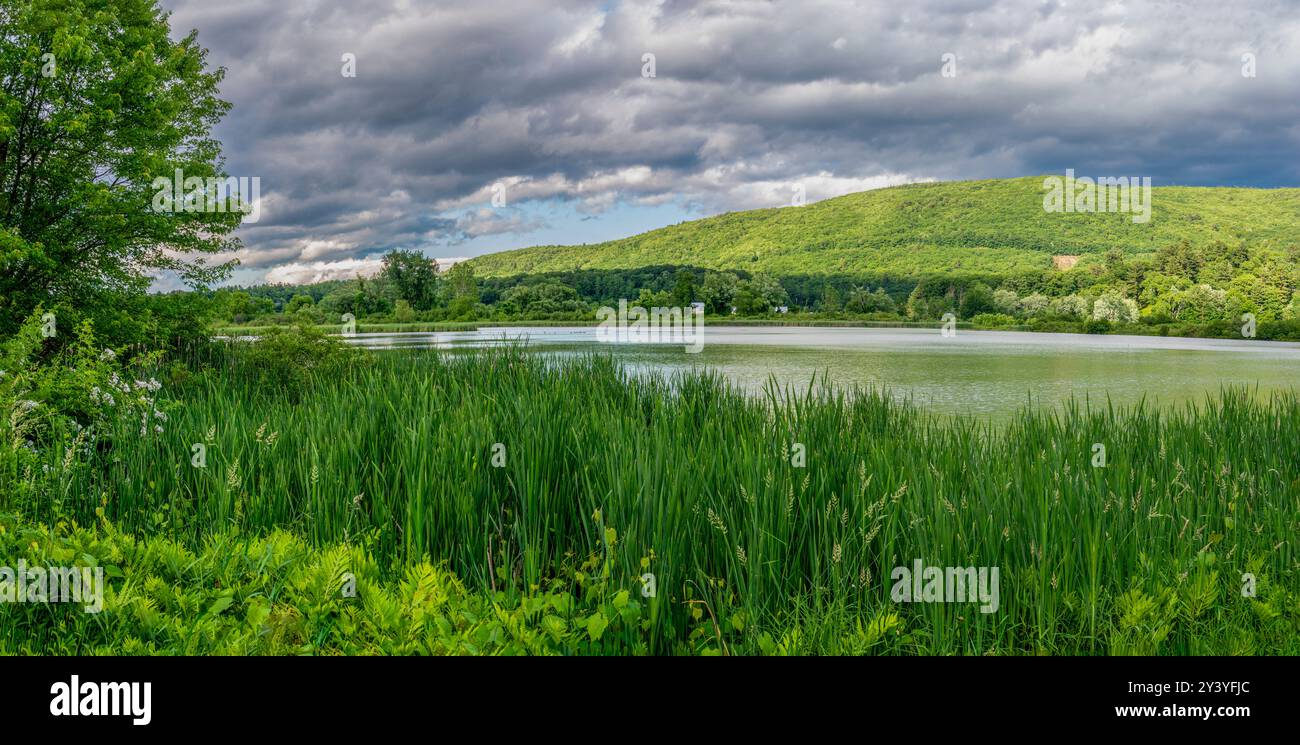 VIES der Gräser, Laub und grünen Berge entlang des West River in Brattleboro, Vermont. Stockfoto