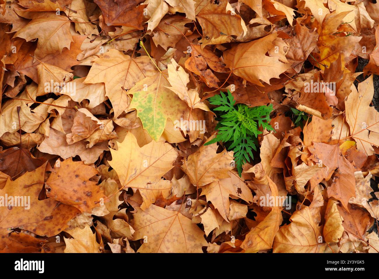 Nahaufnahme von grüner Pflanze zwischen gefallenen getrockneten Herbstblättern, die den Boden bedecken. Natürlicher Hintergrund in grünen und braunen Farben. Stockfoto