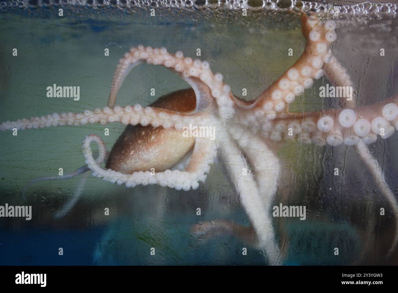 Oktopus in einem Aquarium, Nahaufnahme von Oktopustentakeln Stockfoto