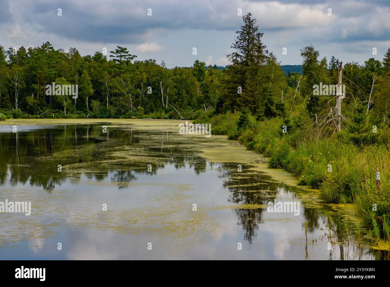 Seenlandschaft bei Pfrunger Ried, Deutschland Stockfoto
