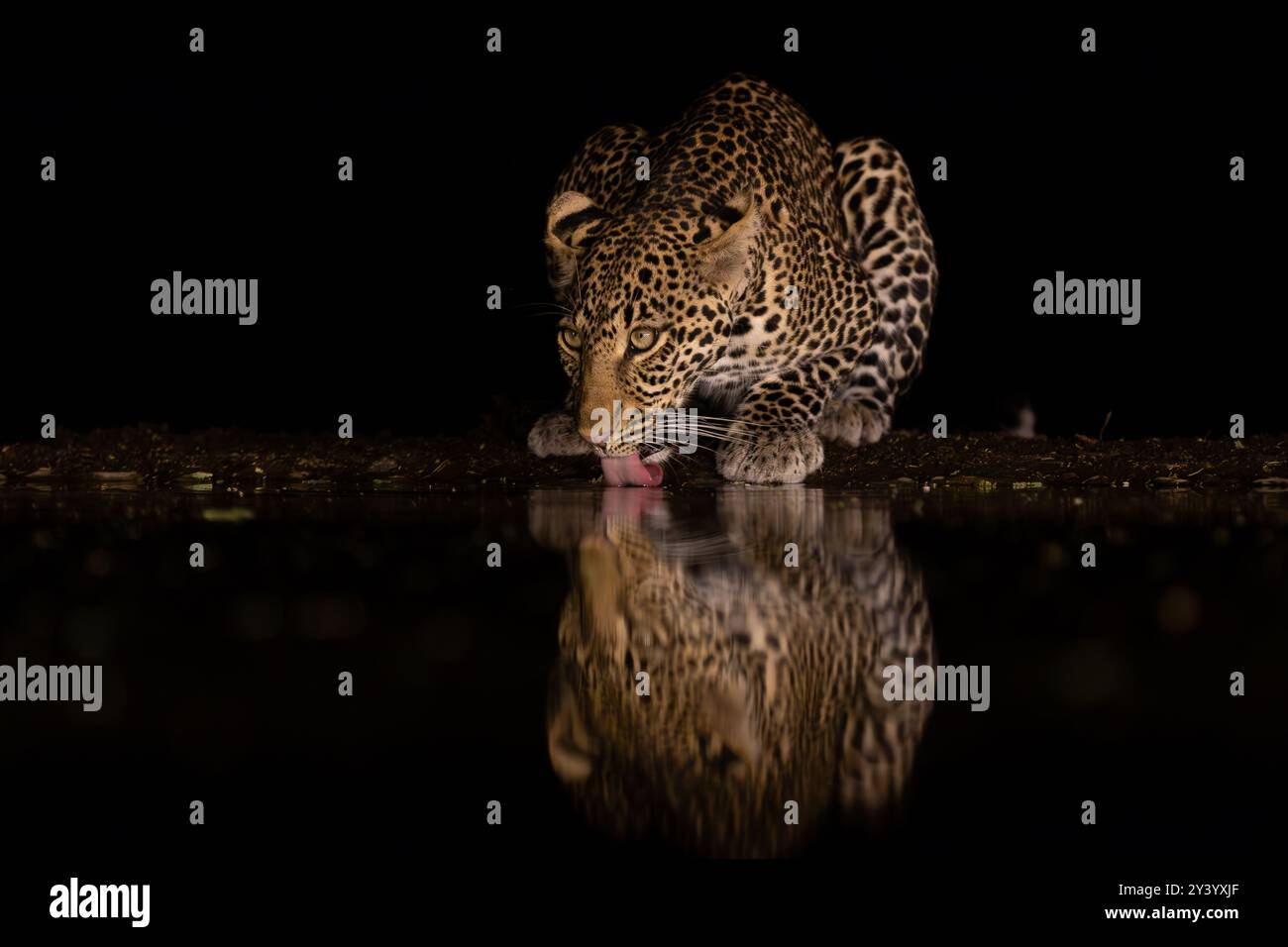 Ein Leopard trinkt mitten in der Nacht aus einem Wasserloch in Lentorre, Kenia Stockfoto