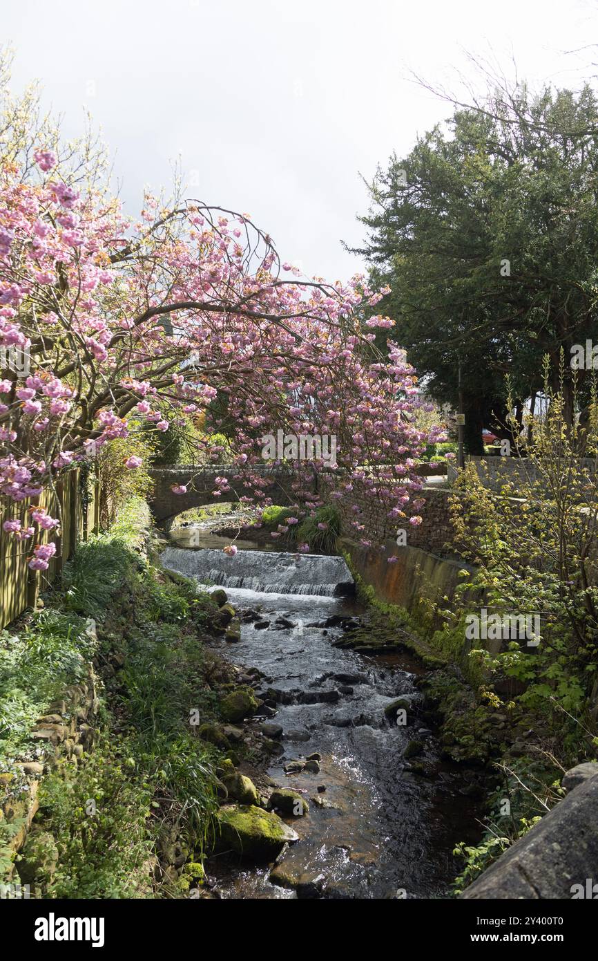 Cherry Tree blüht über dem Artle Beck in Brookhouse Caton bei Lancaster Lancashire England Stockfoto