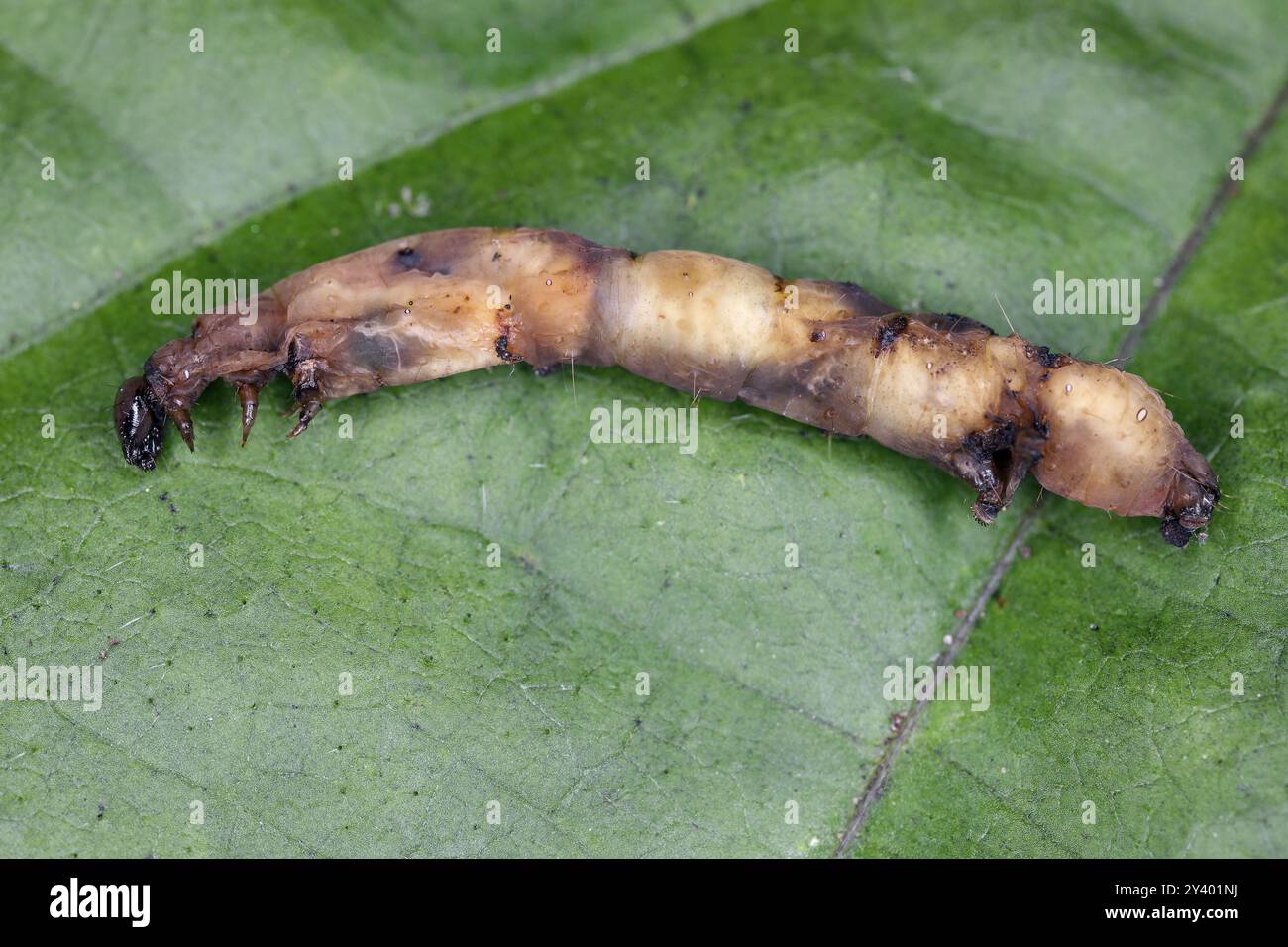 Tote mottenraupe nach Befall entomopatogene Bakterien Bacillus thuringiensis. Anwendung in Form eines biologischen Pflanzenschutzmittels. Stockfoto