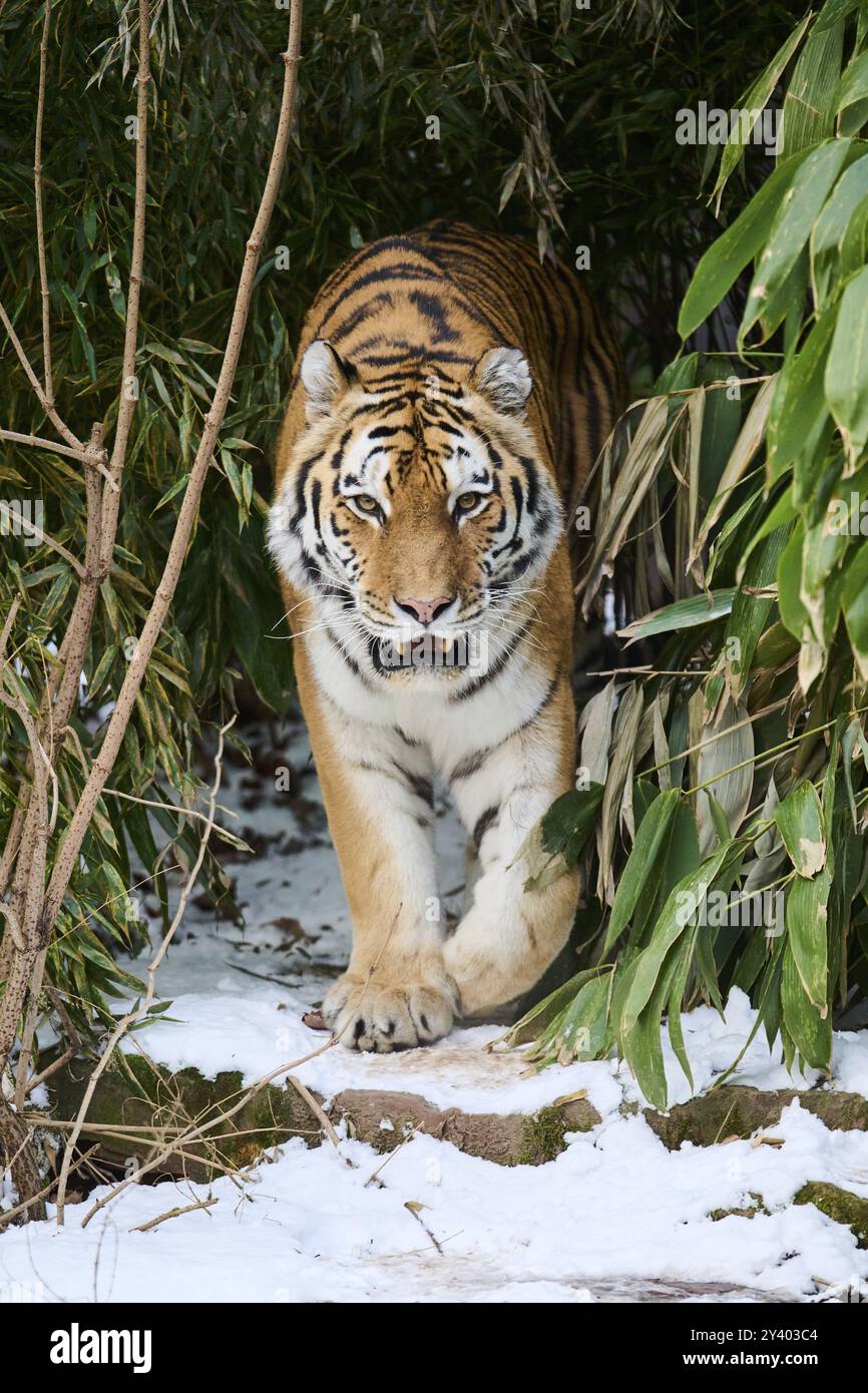 Sibirischer Tiger (Panthera tigris altaica), der im Winter durch die Büsche wandert, in Gefangenschaft, Deutschland, Europa Stockfoto