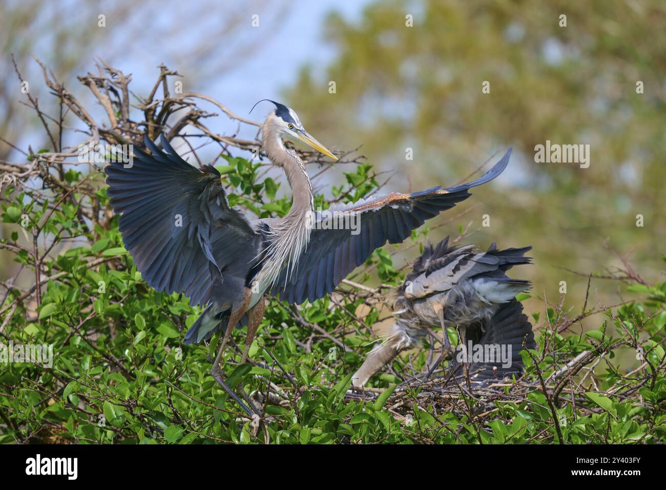 Zwei große Blaureiher (Ardea herodias), mit ausgestreckten Flügeln, die auf Ästen sitzen, umgeben von grünen Blättern und Bäumen auf dem Nest, Wakodahatchee Wetland Stockfoto