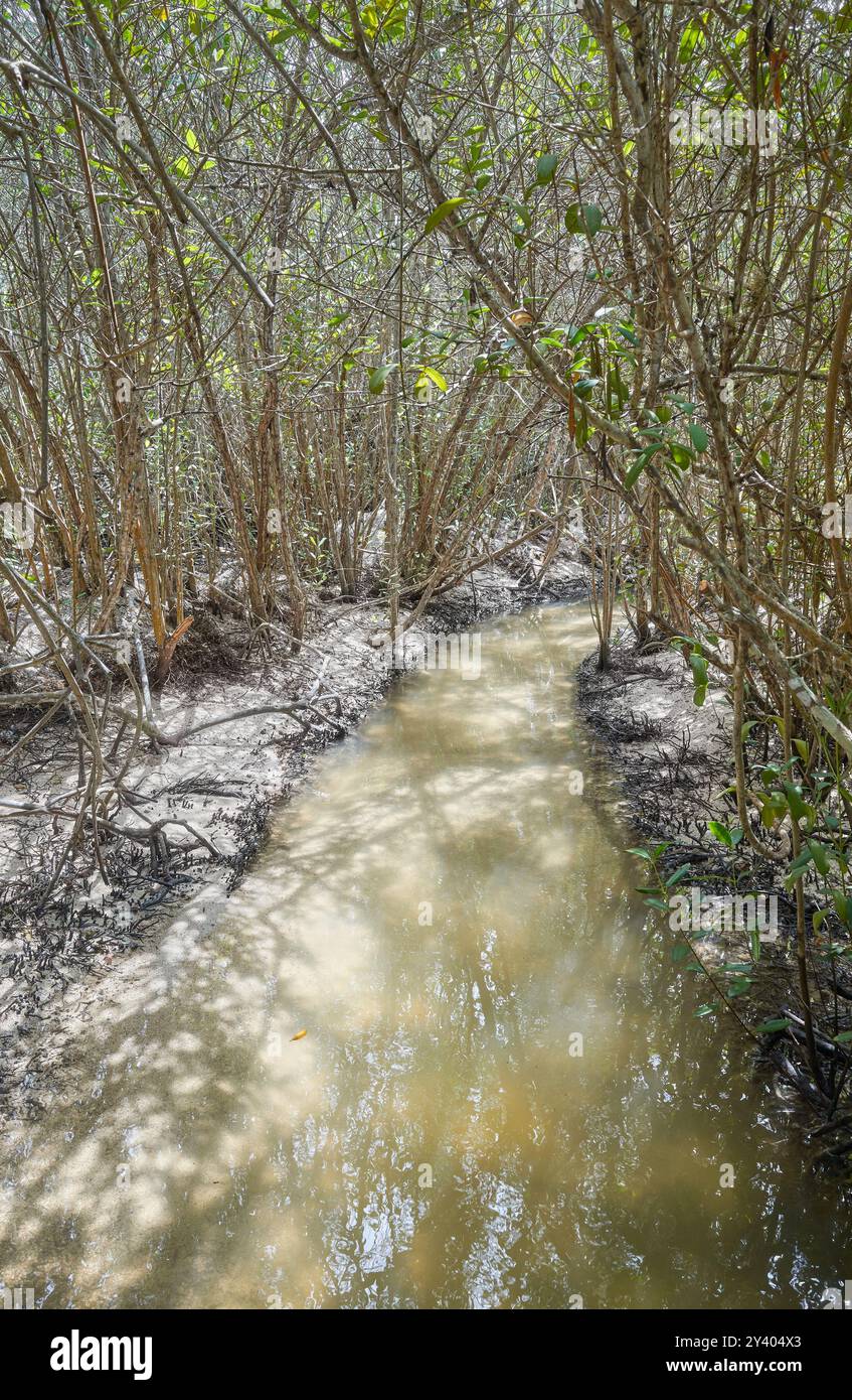 Mangrovenwald auf Santa Cruz Island, Galapagos National Park, Ecuador. Stockfoto