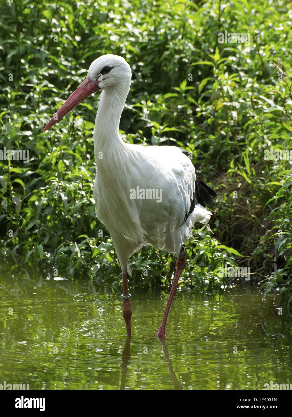Weißstorch mit schwarzem Gefieder und rotem Schnabel, der durch flaches Wasser vor grüner Vegetation spaziert, rheine, deutschland Stockfoto