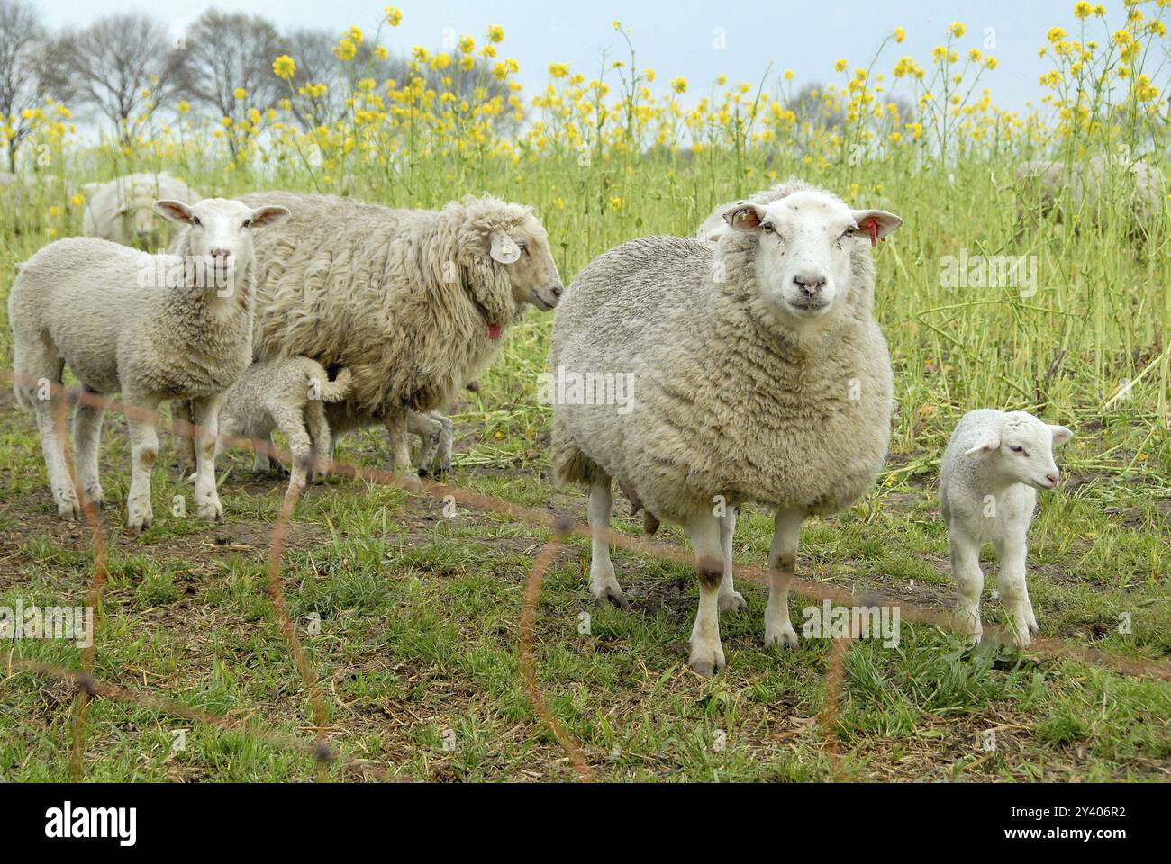 Eine Gruppe von Schafen und Lämmern steht auf einer grünen Wiese mit gelben Blüten, die eine friedliche Frühlingsszene in borken, westfalen, darstellt Stockfoto
