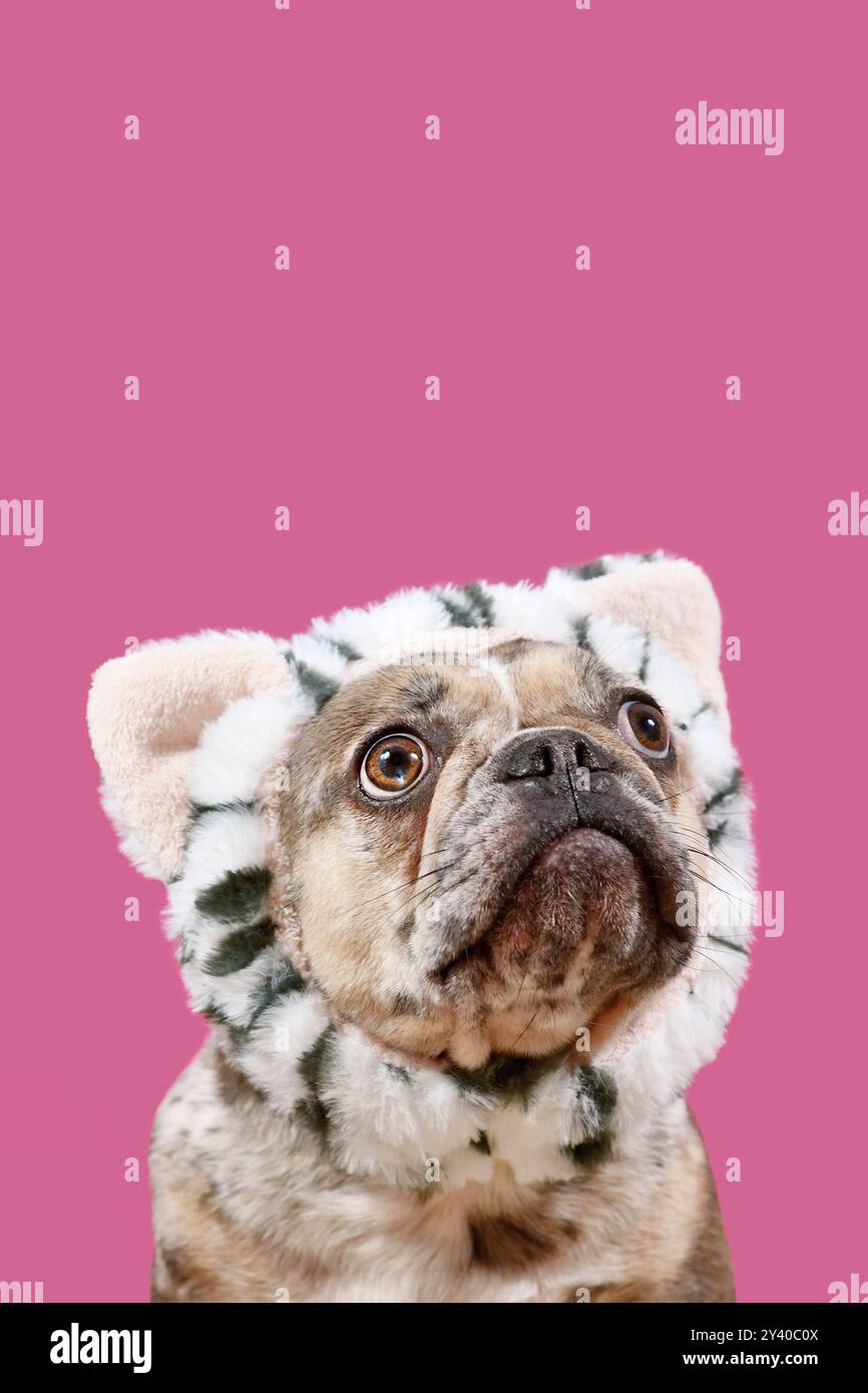 Merle French Bulldog mit Katzenkostüm-Stirnband auf rosa Hintergrund Stockfoto