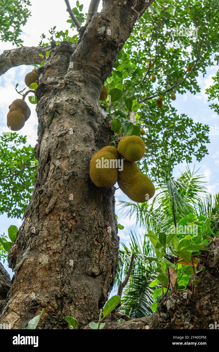 Reife Jackfrucht, die am Baumzweig hängt. artocarpus heterophyllus. Stockfoto