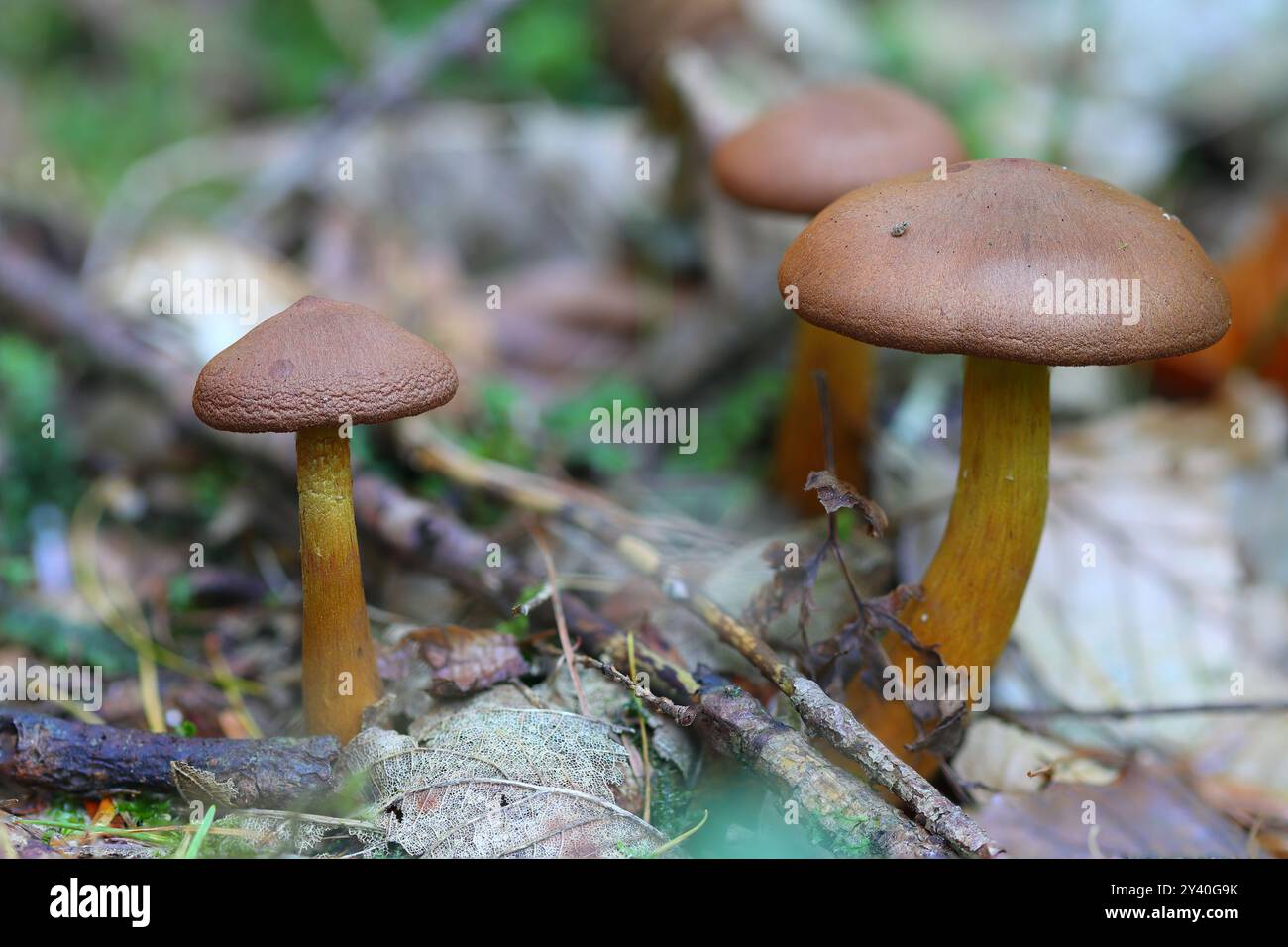 Drei tödliche Webcap-Pilze, Hamsterley Forest, County Durham, England, Großbritannien. Stockfoto