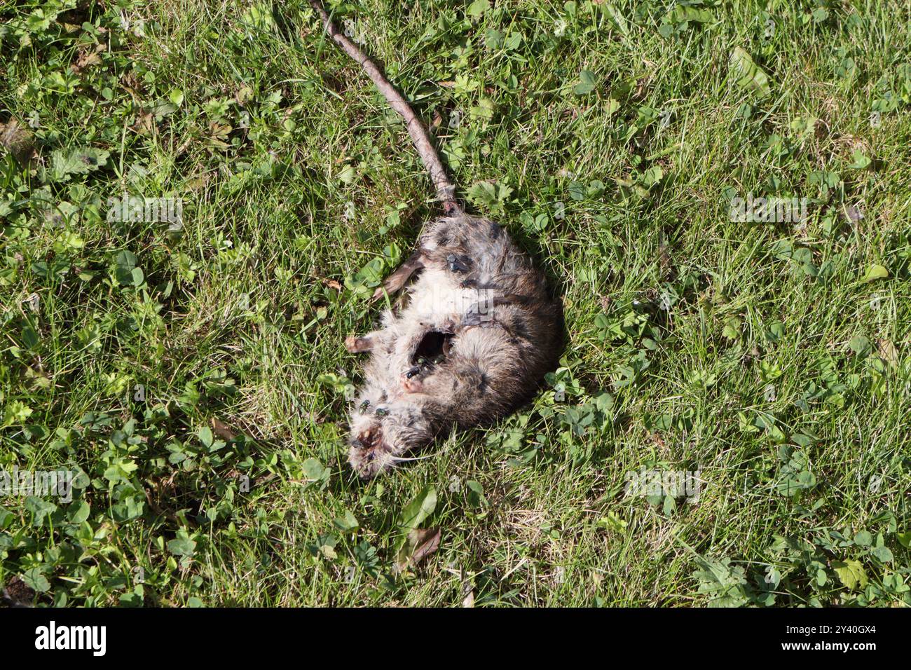 Ein toter Rattenkörper zieht Insekten an Stockfoto