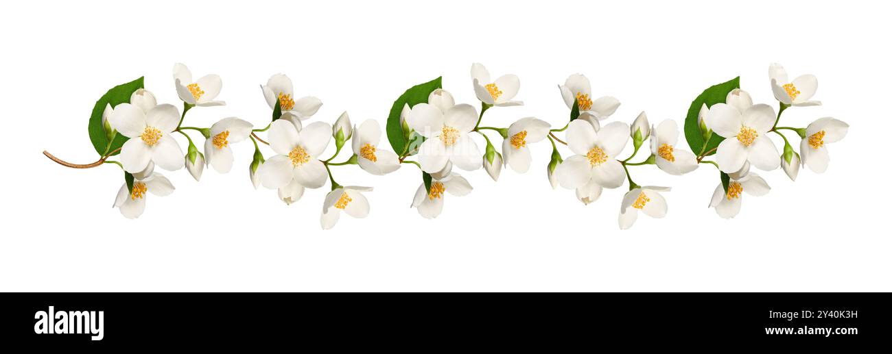 Girlande aus Jasminblüten isoliert auf weißem Hintergrund. Element zum Erstellen von Designs, Karten, Mustern, Blumenarrangements, Rahmen, Hochzeitskarten und Stockfoto