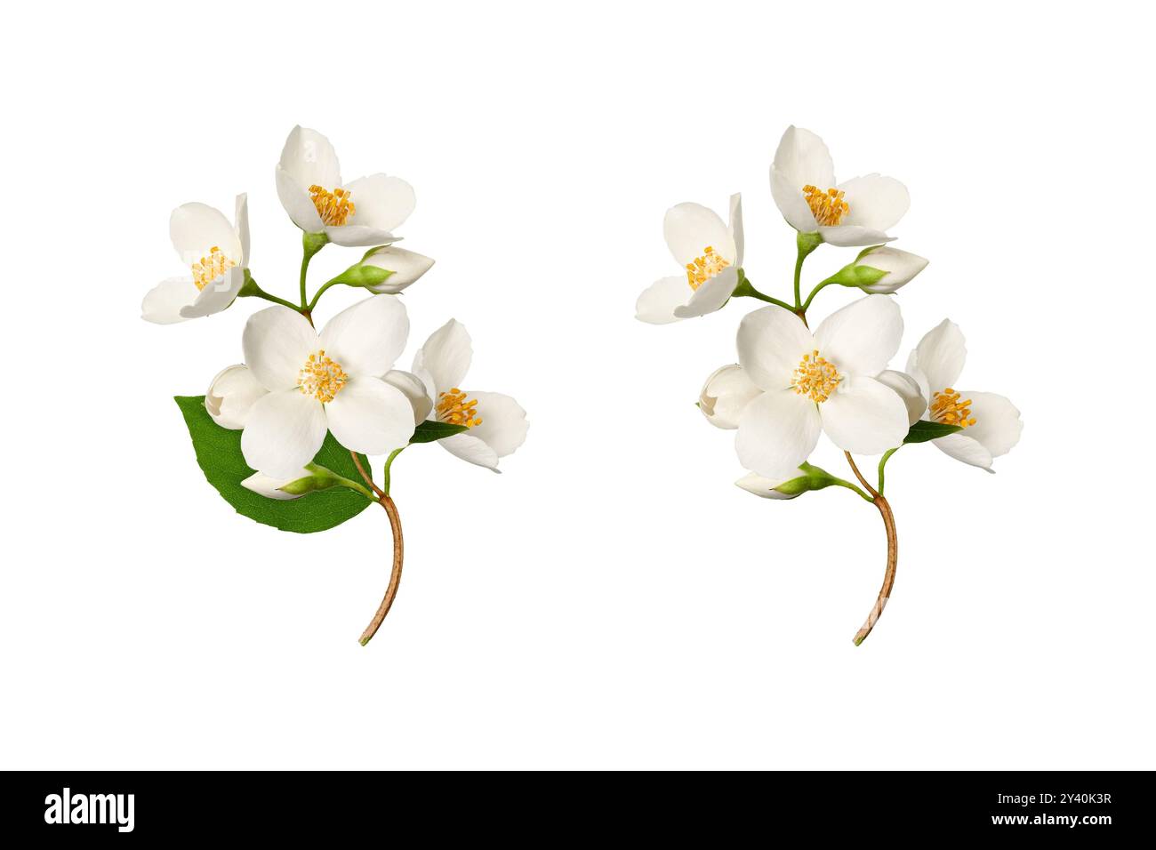 Jasminblüten (Philadelphus coronarius) isoliert auf weißem Hintergrund. Element zum Erstellen von Designs, Karten, Mustern, Blumenarrangements, Rahmen, wir Stockfoto
