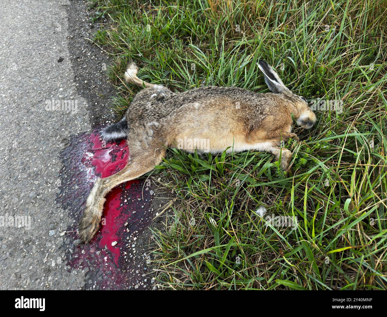 Toter Hase am Straßenrand und auf dem Feld Stockfoto