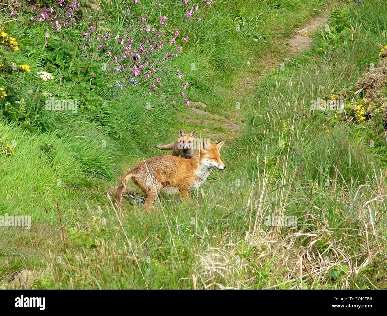 Eine Füchse mit einem Jungtier auf dem Küstenweg in Pembrokeshire schien an einem frühen Frühlingsmorgen nicht in Eile zu sein, wegzulaufen. Stockfoto