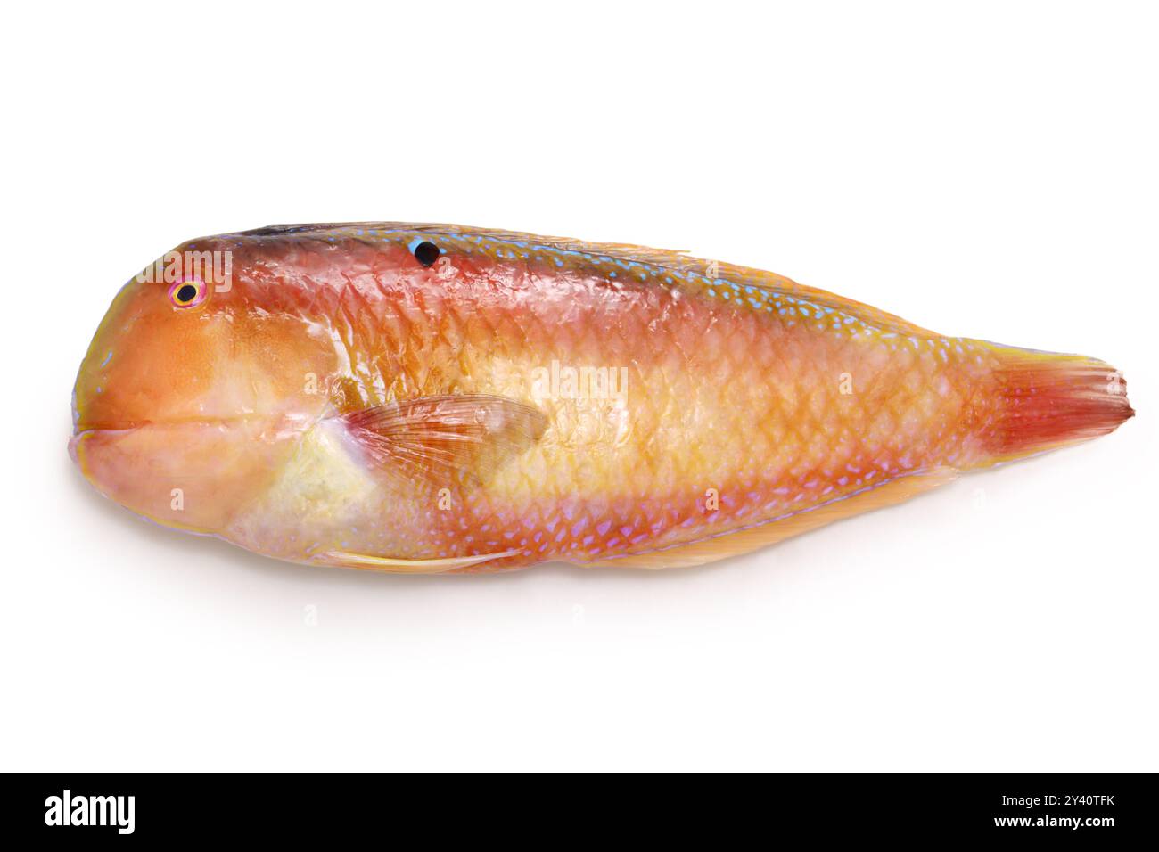 Blackspot Razorfish, bekannt als Tensu in Japan. Stockfoto
