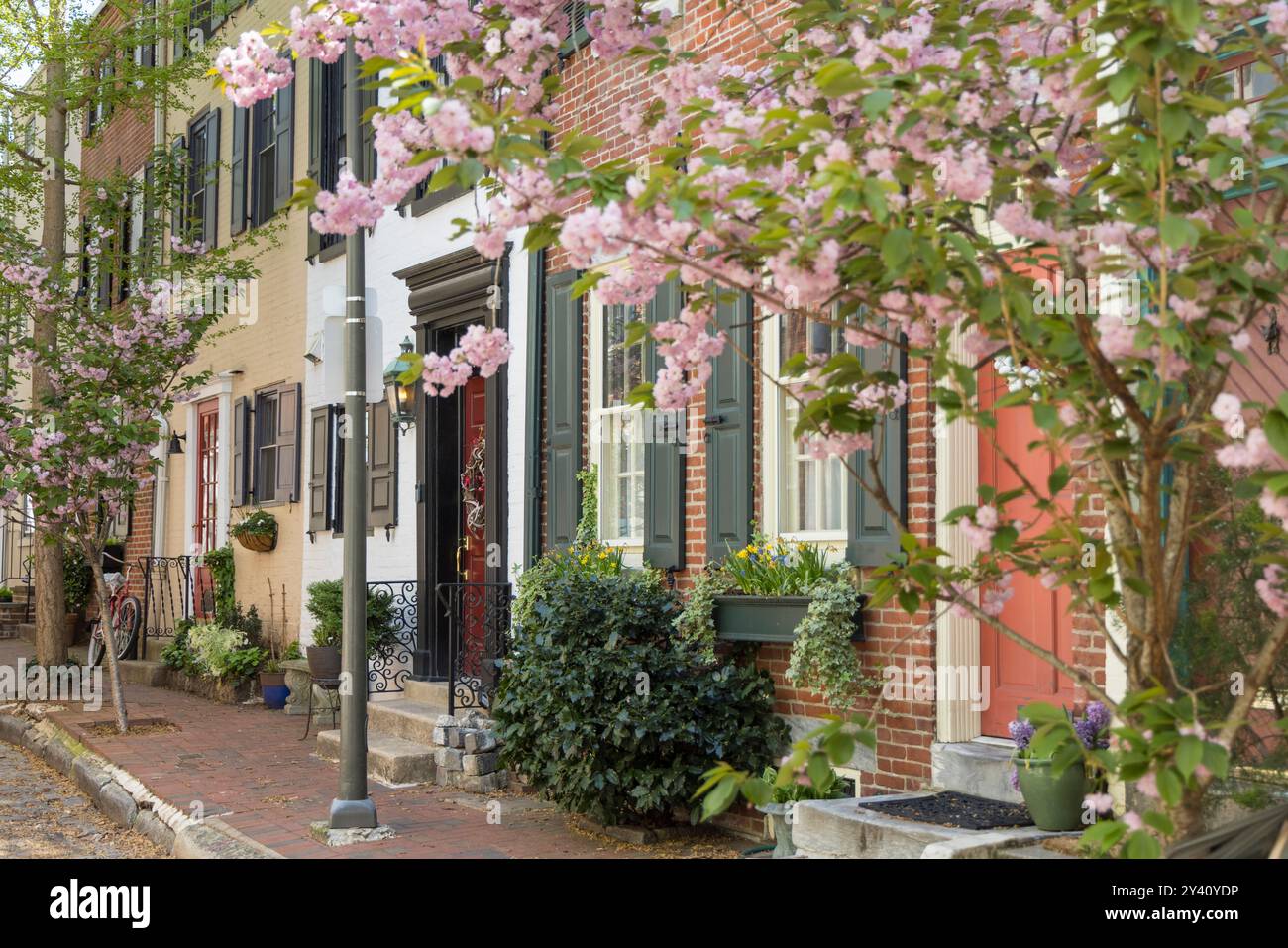 Reihenhäuser auf der Straße in Philadelphia mit Cherry Tree in Bloom, Fitler Square, Philadelphia, Pennsylvania, USA Stockfoto