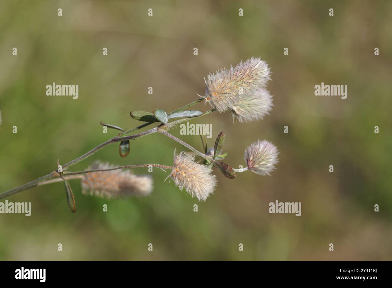 Nahaufnahme der Blumen von Trifolium arvense (Hasenfußklee, Kaninchenfußklee, Steinklee, oldfield-Klee), mit seidenweißen Haaren. Familie Fabaceae Stockfoto