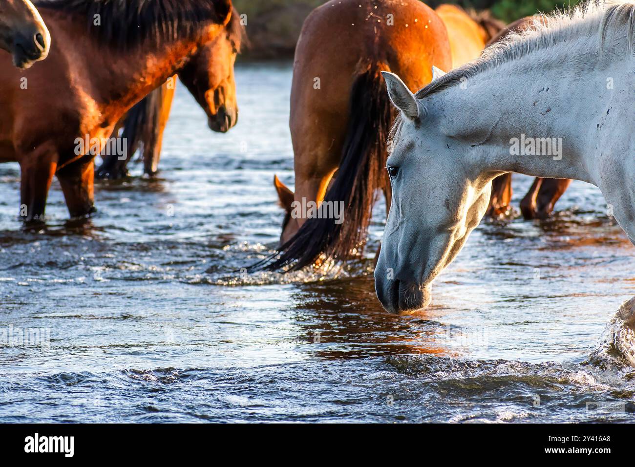 Hmmm – welche Stute soll ich auswählen? Stockfoto
