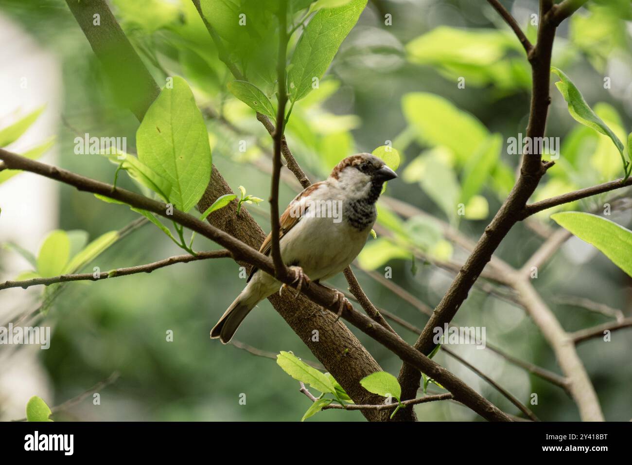 Vögel von Bangladesch. Ein Spatzen sitzt auf einem sanften grünen Hintergrund. Spatzen sind immer in Herden. Stockfoto