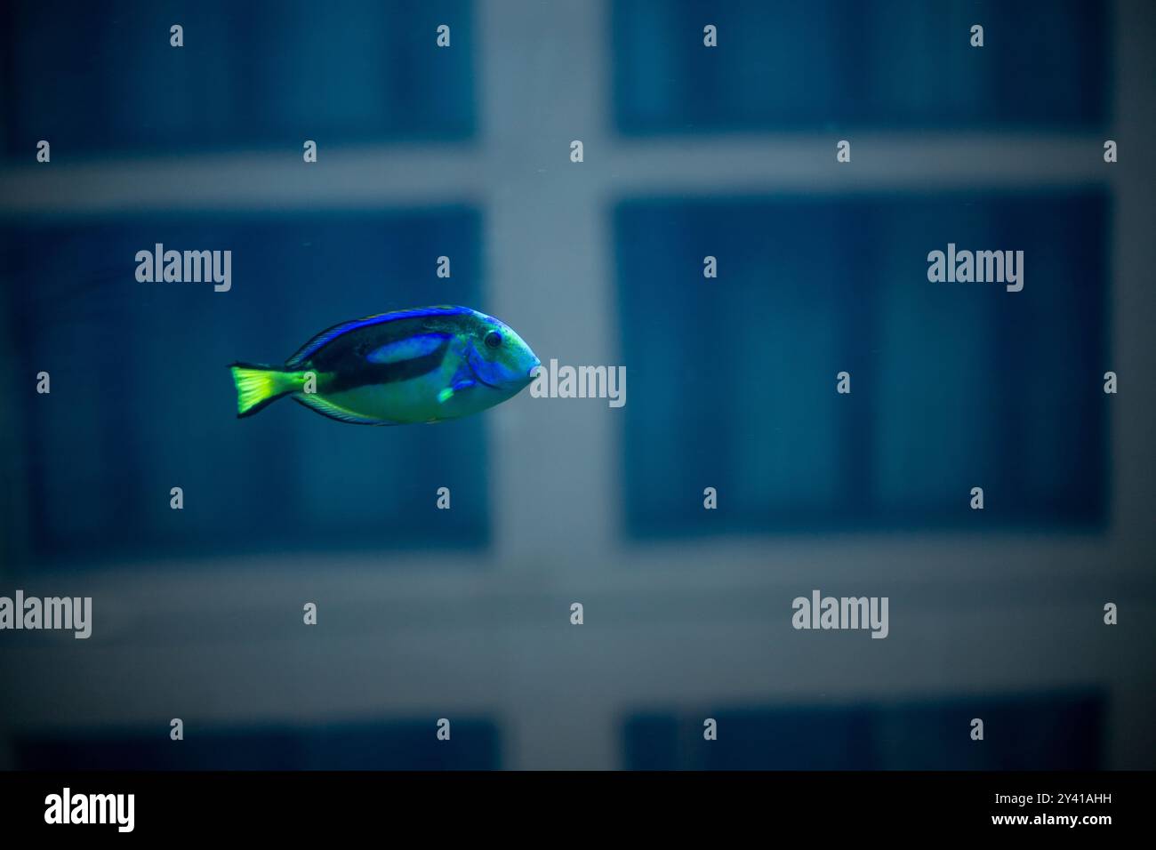 Palettenchirurg-Fische schwimmen im blauen Wasser Stockfoto