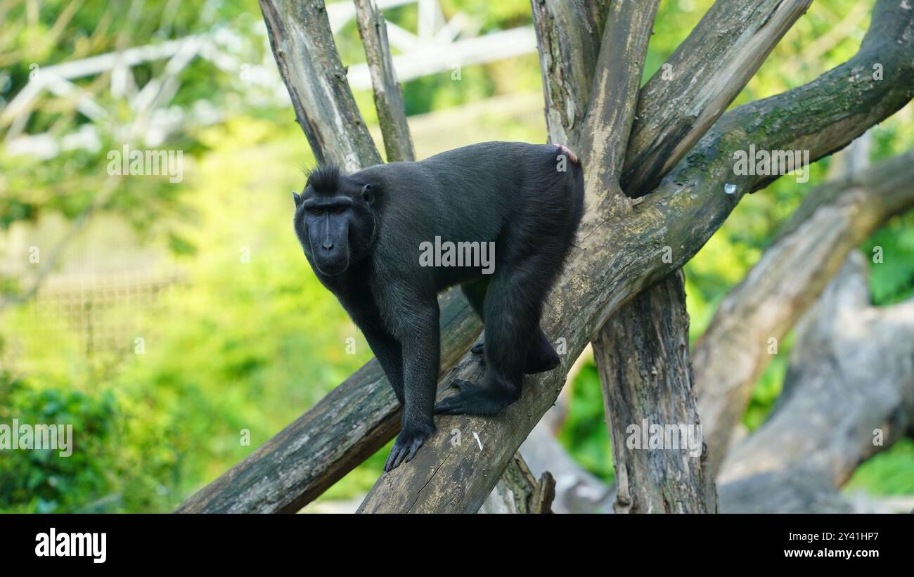 Celebes Crested Macaque auf einem Baumzweig Stockfoto