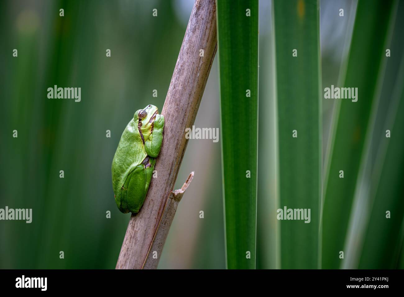 Ein Europäischer Baumfrosch (Hyla arborea) liegt auf einer Katzenschwanzpflanze. Der Frosch sitzt ruhig auf dem Pflanzenstamm. Stockfoto