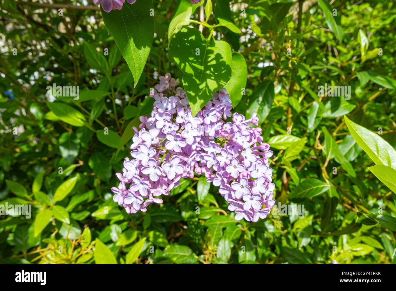 Buddleja davidii (Schreibweise Buddleia davidii), auch Sommerlilach, Schmetterlingsstrauch oder oranges Auge genannt, gehört zur Familie der Scrophulariaceae, Stockfoto