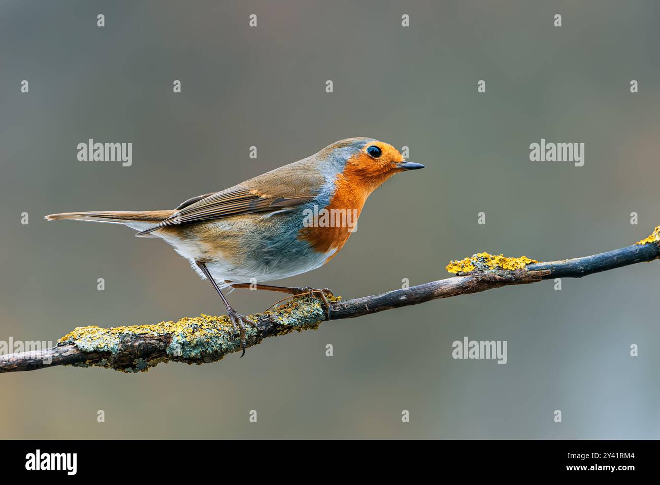 Eine Nahaufnahme eines europäischen Rotkehlchens (Erithacus rubecula), der auf einem Ast thront. Der Hintergrund ist ein weiches, verschwommenes Grün, das den Vogel charmin hervorhebt Stockfoto