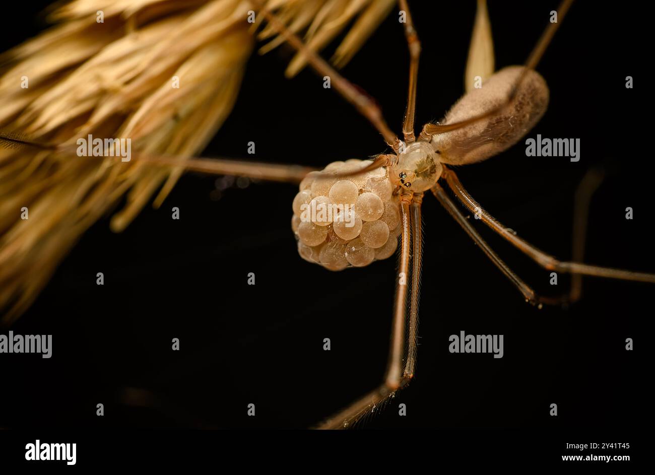 Eine Nahaufnahme eines Papa-Langbeins (Pholcus phalangioides), der seine Eier hält. Der Hintergrund ist komplett schwarz und hebt die Spinne und ihre Eier hervor Stockfoto