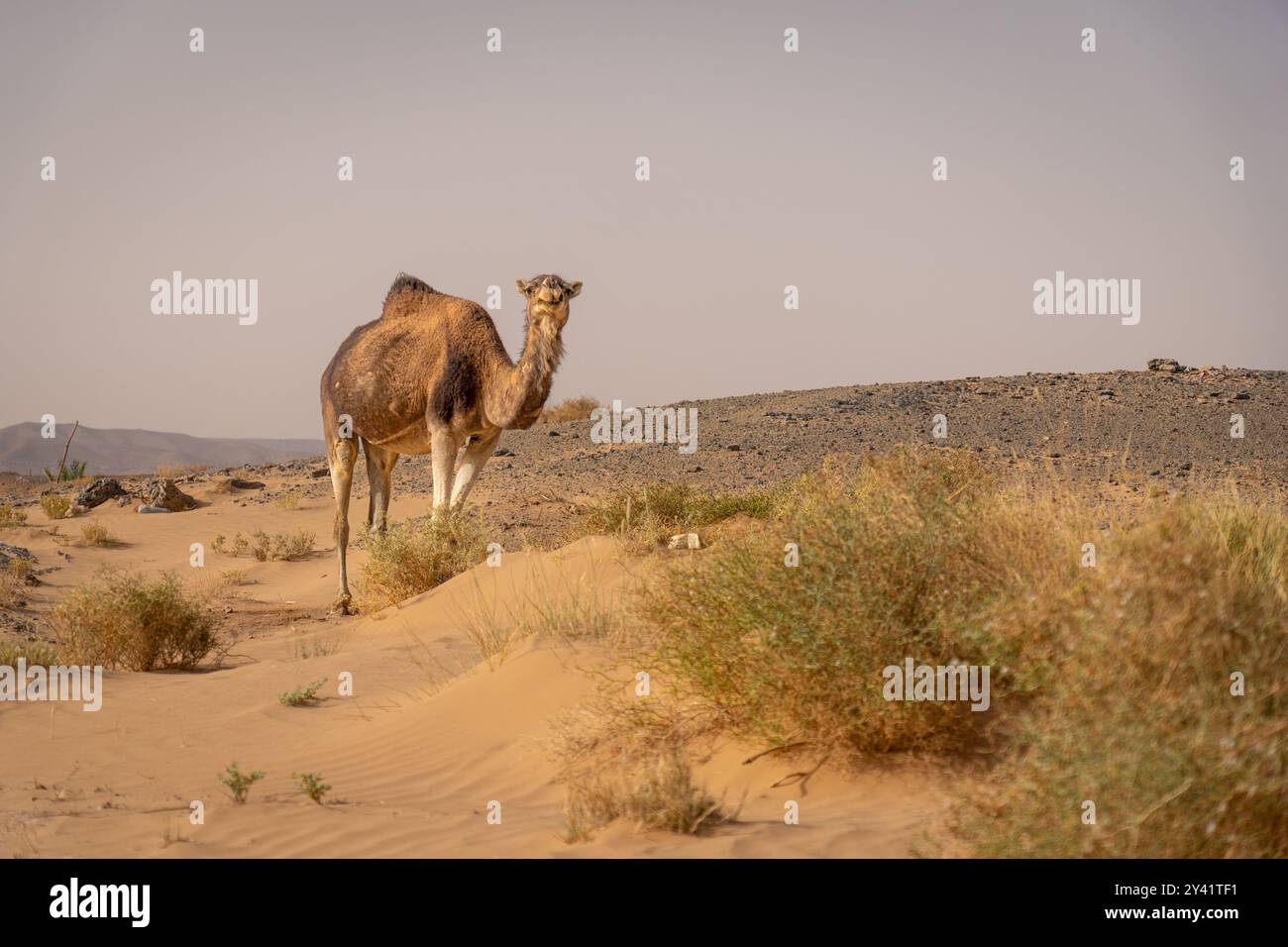 Einsames Dromedar am Rand der Wüste Stockfoto