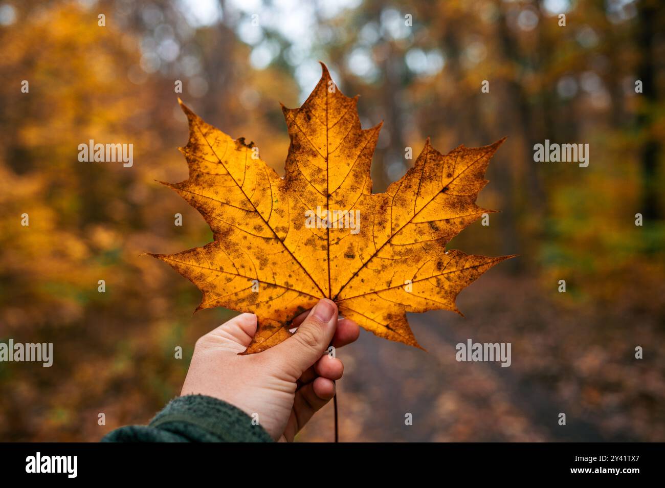 Eine menschliche Hand hält ein Ahornblatt mit leuchtenden Herbstfarben. Der Hintergrund zeigt einen Wald mit Bäumen in verschiedenen Herbsttönen. Die Scen Stockfoto