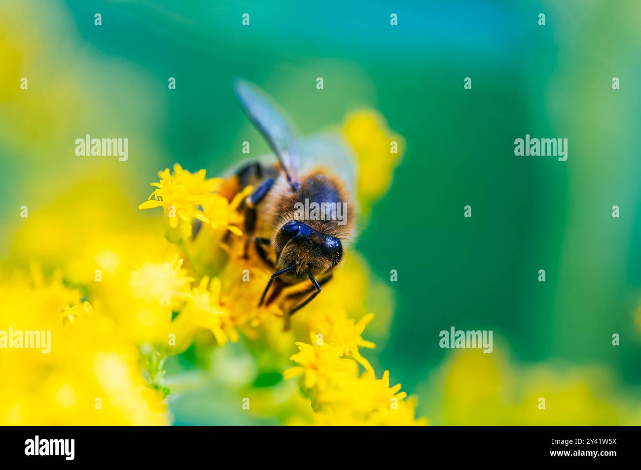 Eine Honigbiene (APIs mellifera) bestäubt eine gelbe Blume in diesem Nahbild. Diese Szene zeigt die Bedeutung der Bienen im Ökosystem Stockfoto