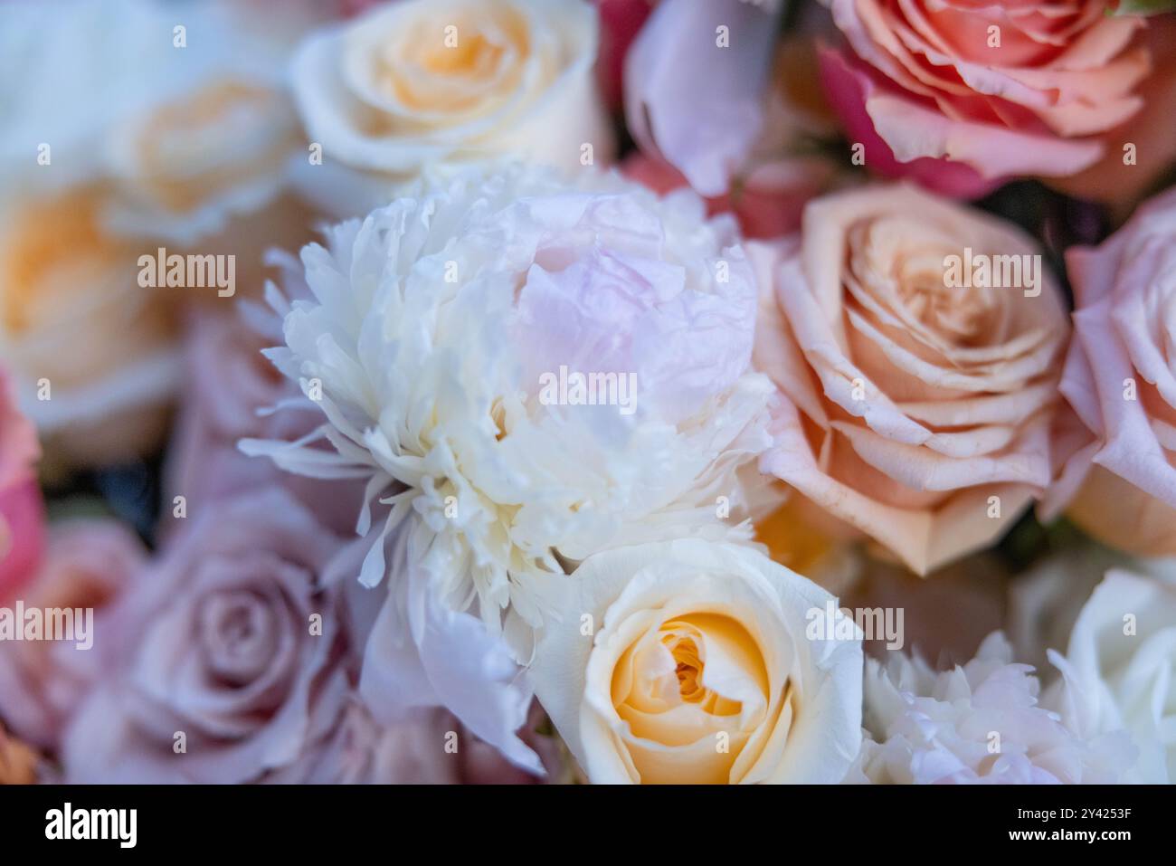 Wunderschöner Blumengarten Blumenstrauß aus Rosen Pfingstrose Design Arrangement für Hochzeitsempfänge Veranstaltungen Veranstaltungsort Makrofotografie Stockfoto